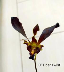 Dendrobium Tiger Twist