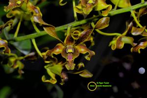 Dendrobium Tiger Twist