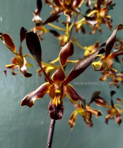 Dendrobium Tiger Twist