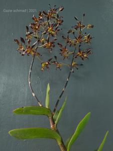 Dendrobium Tiger Twist