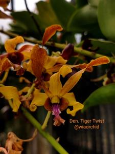 Dendrobium Tiger Twist