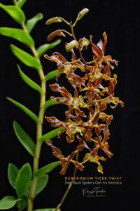 Dendrobium Tiger Twist