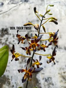 Dendrobium Tiger Twist