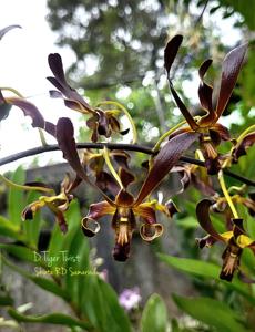 Dendrobium Tiger Twist