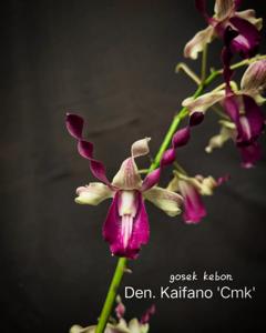 Dendrobium Kaifano