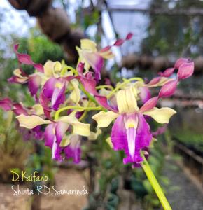 Dendrobium Kaifano