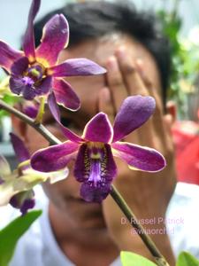 Dendrobium Russel Patrick