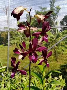 Dendrobium Russel Patrick