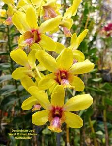 Dendrobium Royal Golden Queen