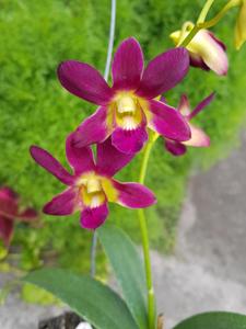 Dendrobium Morning Sun