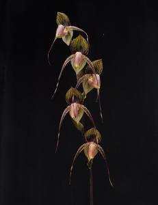 Paphiopedilum Wössner Black Wings