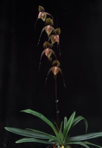 Paphiopedilum Wössner Black Wings