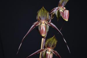 Paphiopedilum Wössner Black Wings