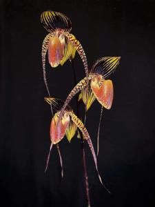 Paphiopedilum Wössner Black Wings