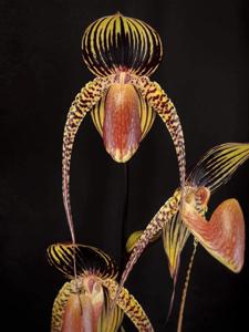 Paphiopedilum Wössner Black Wings