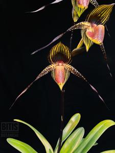 Paphiopedilum Wössner Black Wings