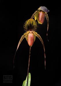 Paphiopedilum Wössner Black Wings