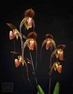 Paphiopedilum Wössner Black Wings