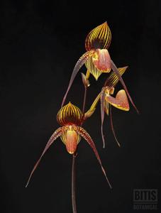 Paphiopedilum Wössner Black Wings