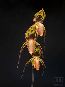 Paphiopedilum Wössner Black Wings