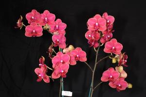 Phalaenopsis Fangmei Sweet