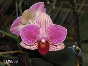 Phalaenopsis Fangmei Sweet