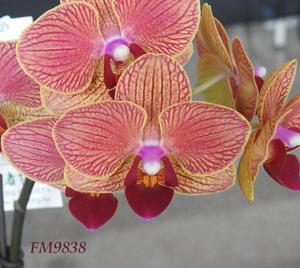 Phalaenopsis Fangmei Sweet