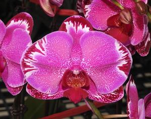 Phalaenopsis OX Firebird