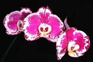 Phalaenopsis OX Firebird