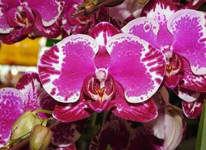 Phalaenopsis OX X-ray