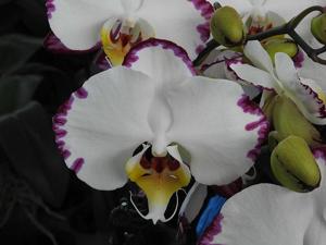 Phalaenopsis Arakaki World Dream