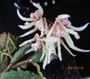 Dendrobium Australian Gherkin