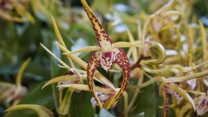 Dendrobium Australian Robbie McInnes