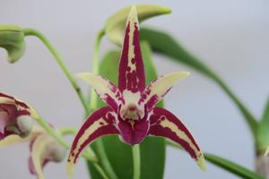 Dendrobium Balnarring