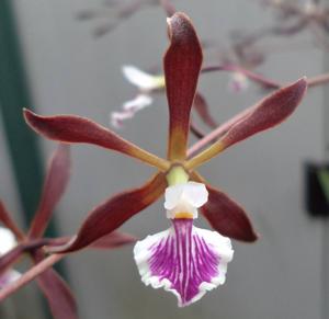 Encyclia Summer Stars