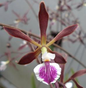 Encyclia Summer Stars