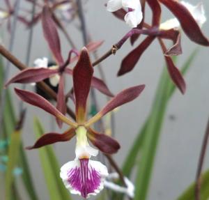 Encyclia Summer Stars