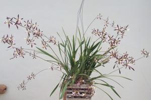 Encyclia Summer Stars