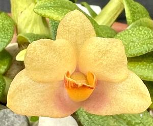 <i>Dendrobium</i> Nagomi