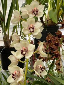 Cymbidium Gloria Bygdnes