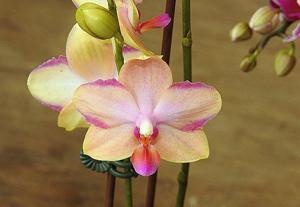 Phalaenopsis Taisuco Jasper