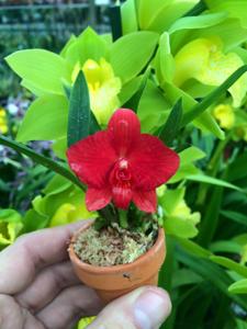 Cattleya Jillicoc