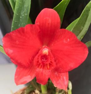 Cattleya Jillicoc