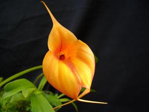 Masdevallia Teipels Falcoprince