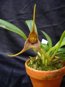 Masdevallia Teipels Perípic