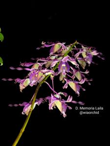 Dendrobium Memoria Laila