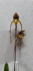 Paphiopedilum Yang-Ji Apple