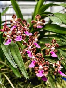 Vanda Ambrosian Discovery