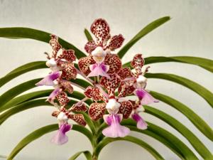 Vanda Ambrosian Discovery