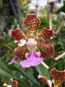 Vanda Ambrosian Discovery